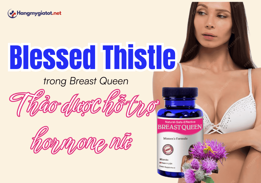 Blessed Thistle trong Breast Queen Thảo dược hỗ trợ hormone nữ