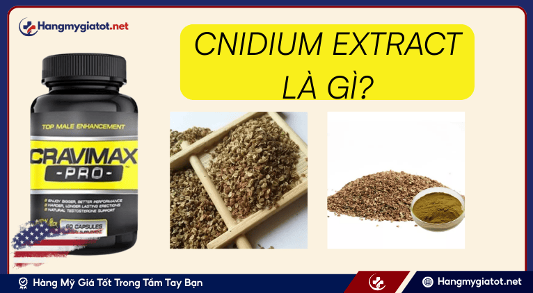 Cnidium Extract là gì?