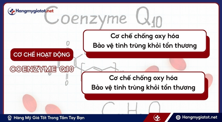Cơ chế hoạt động của Coenzyme Q10