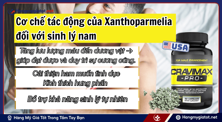 Cơ chế tác động của Xanthoparmelia đối với sinh lý nam