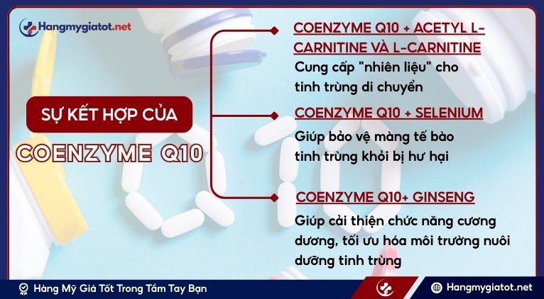 Coenzyme Q10 khi kết hợp cùng hoạt chất khác mang lại lợi ích gì?