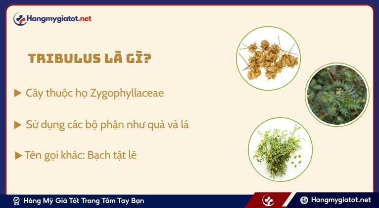 Giới thiệu về Tribulus và bạch tật lê