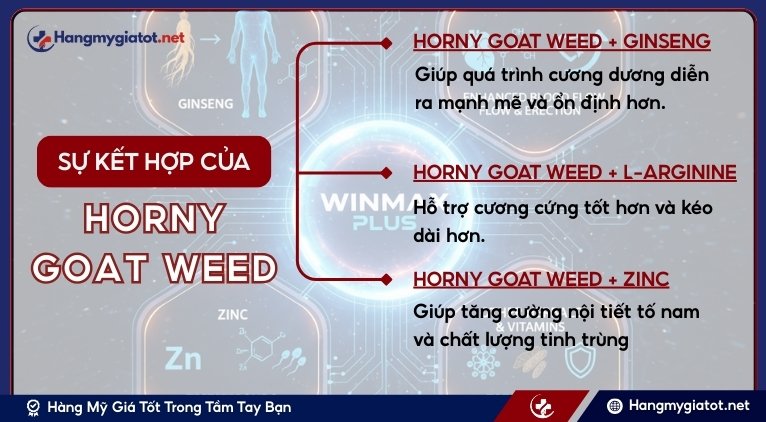 Khi Horny Goat Weed kết hợp với các hoạt chất khác trong Winmax Plus có tác dụng gì?