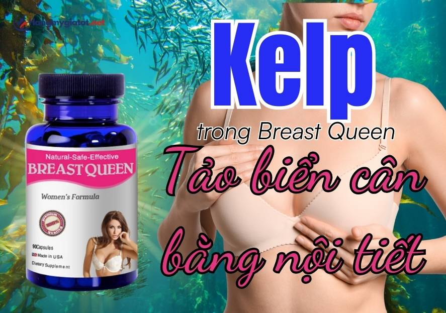Kelp trong Breast Queen Tảo biển cân bằng nội tiết