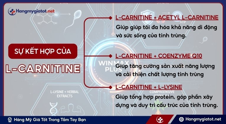 L-Carnitine kết hợp với các hoạt chất khác trong Winmax Plus có lợi ích gì?