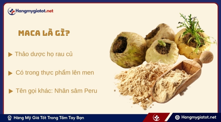 Maca là gì và nguồn gốc