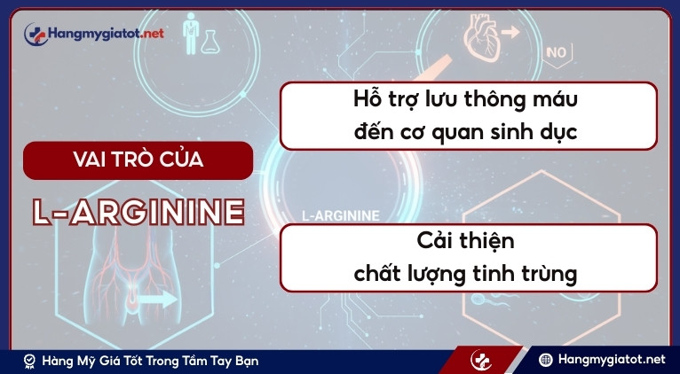 Vai trò của L-Arginine trong sức khỏe sinh lý nam
