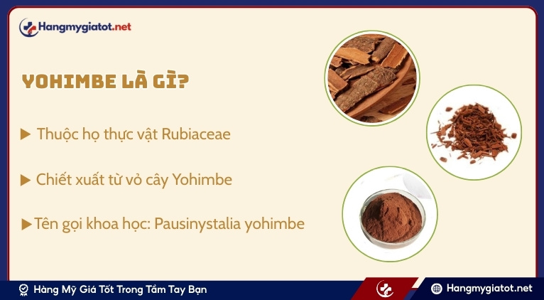 Yohimbe Extract là gì?